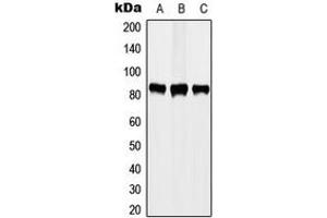 Western blot analysis of STAT3 (pY705) expression in A431 EGF-treated (A), MCF7 (B), HeLa (C) whole cell lysates. (STAT3 抗体  (C-Term, pTyr705))