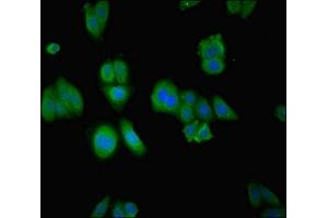 Immunofluorescence (IF) image for anti-Rab Geranylgeranyltransferase, alpha Subunit (RABGGTA) (AA 1-200) antibody (ABIN7153823)