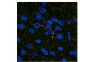 Leptin antibody used at a concentration of 10 ug/ml to detect neuronal processes in the hypothalamus of rodent brain (red). (Leptin 抗体  (Middle Region))