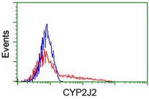 HEK293T cells transfected with either RC207417 overexpress plasmid (Red) or empty vector control plasmid (Blue) were immunostained by anti-CYP2J2 antibody (ABIN2454989), and then analyzed by flow cytometry. (CYP2J2 抗体)