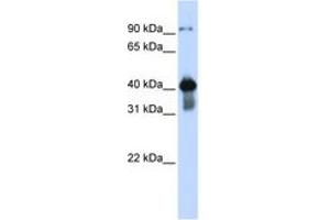 Image no. 1 for anti-Upstream Transcription Factor 2, C-Fos Interacting (USF2) (AA 108-157) antibody (ABIN6744241) (USF2 抗体  (AA 108-157))