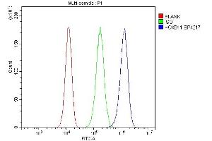 Flow Cytometry analysis of 293T cells using anti-HOXD11 antibody (ABIN7603174). (HOXD11 抗体  (N-Term))
