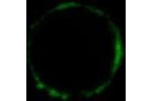 Immunofluorescence staining of HLA-G1 transfectants (LCL-HLA-G1) using HLA-G monoclonal antibody, clone MEM-G/9  Alexa Fluor® 488 Fab-fragment. (HLAG 抗体)