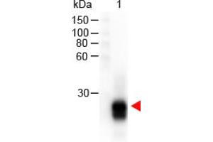 Image no. 1 for Goat anti-Rabbit IgG (F(ab')2 Region) antibody (HRP) (ABIN301437) (山羊 anti-兔 IgG (F(ab')2 Region) Antibody (HRP))