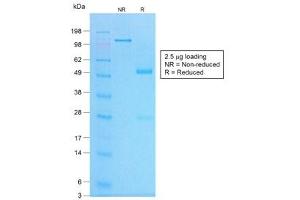 SDS-PAGE analysis of purified, BSA-free recombinant Chromogranin A antibody (clone CHGA/1773R) as confirmation of integrity and purity.