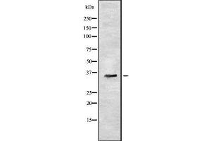 Western blot analysis OR7C2 using A549 whole cell lysates (OR7C2 抗体  (Internal Region))