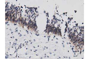 Image no. 3 for anti-DnaJ (Hsp40) Homolog, Subfamily A, Member 2 (DNAJA2) antibody (ABIN1497862) (DNAJA2 抗体)