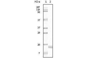 Western blot analysis using SNCA mouse mAb against truncated SNCA recombinant protein. (SNCA 抗体)