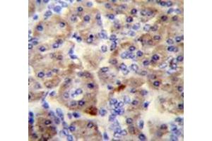 Immunohistochemistry analysis in human pancreas tissue (Formalin-fixed, Paraffin-embedded) using SPRED3 Antibody (N-term), followed by peroxidase conjugation of the secondary antibody and DAB staining. (SPRED3 抗体  (N-Term))