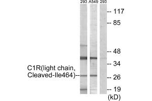Western blot analysis of extracts from 293 cells treated with etoposide (25uM, 1hour) and A549 cells treated with etoposide (25uM, 24hours), using C1R (light chain, Cleaved-Ile464) antibody. (C1R 抗体  (Cleaved-Ile464))