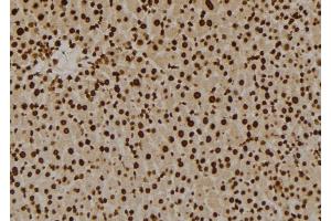 ABIN6258929 and ABIN6276023 at 1/100 staining Mouse liver tissue by IHC-P. (GPR180 抗体  (Internal Region))