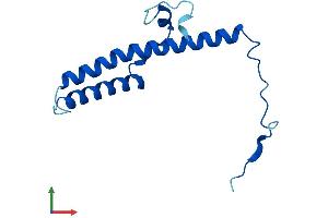 AlphaFold protein structure predicition of Mouse Recombinant Ndufc2 Protein, UniprotID Q9CQ54