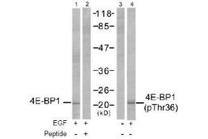 Image no. 2 for anti-Eukaryotic Translation Initiation Factor 4E Binding Protein 1 (EIF4EBP1) (Thr36) antibody (ABIN197450) (eIF4EBP1 抗体  (Thr36))