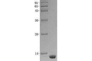 Validation with Western Blot (TXN2 Protein (His tag))