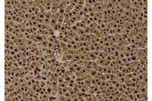 ABIN6261479 and ABIN6279420 at 1/100 staining Rat liver tissue by IHC-P. (EIF2C3 抗体  (Internal Region))