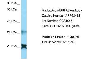 Western Blotting (WB) image for anti-NADH Dehydrogenase (Ubiquinone) 1 alpha Subcomplex, 8, 19kDa (NDUFA8) (N-Term) antibody (ABIN2789137) (NDUFA8 抗体  (N-Term))