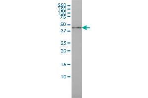 ISGF3G monoclonal antibody (M02), clone 1D11 Western Blot analysis of ISGF3G expression in MCF-7 . (IRF9 抗体  (AA 1-393))