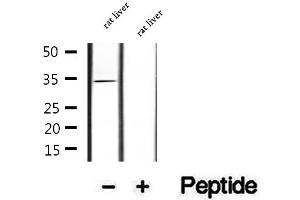 Western blot analysis of extracts of rat liver tissue, using COLEC11 antibody. (COLEC11 抗体  (C-Term))