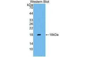 Detection of Recombinant IFNg, Cavia using Monoclonal Antibody to Interferon Gamma (IFNg) (Interferon gamma 抗体  (AA 24-166))