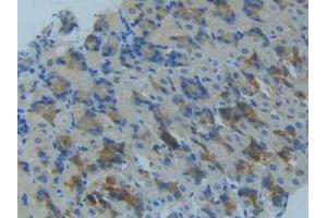 IHC-P analysis of Mouse Stomach Tissue, with DAB staining. (MMP14 抗体  (AA 121-487))