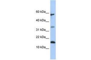 Image no. 1 for anti-Lipocalin 6 (LCN6) (C-Term) antibody (ABIN6741097) (LCN6 抗体  (C-Term))