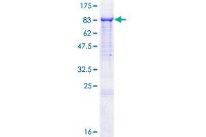 KIAA0562 (KIAA0562) (AA 1-554) protein (GST tag)