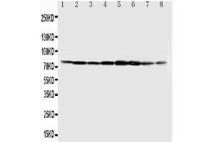 Western Blotting (WB) image for anti-Minichromosome Maintenance Complex Component 7 (MCM7) (AA 699-719), (C-Term) antibody (ABIN3044178)
