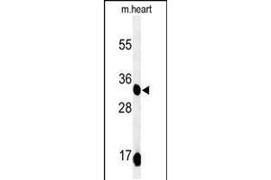Western blot analysis of COQ9 Antibody in mouse heart tissue lysates (35ug/lane) (COQ9 抗体  (AA 156-184))