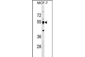 LRRC42 Antibody (Center) (ABIN1538416 and ABIN2849496) western blot analysis in MCF-7 cell line lysates (35 μg/lane). (LRRC42 抗体  (AA 44-71))