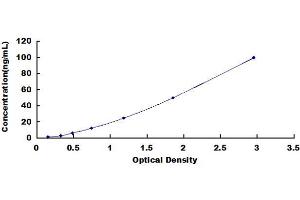 ELISA image for Actinin, alpha 3 (ACTN3) ELISA Kit (ABIN4947321)
