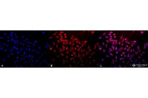 Immunocytochemistry/Immunofluorescence analysis using Rabbit Anti-SOD (EC) Polyclonal Antibody . (SOD3 抗体  (AA 227-236))
