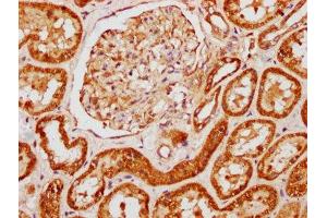 IHC image of ABIN7144087 diluted at 1:121 and staining in paraffin-embedded human kidney tissue performed on a Leica BondTM system. (Angiomotin 抗体  (AA 1-300))