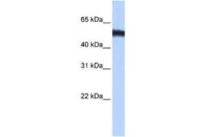 Western Blotting (WB) image for anti-Zinc Finger Protein 486 (ZNF486) antibody (ABIN2463450) (ZNF486 抗体)