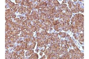 Formalin-fixed, paraffin-embedded human pancreas stained with ODC antibody (ODC1/486) (ODC1 抗体)