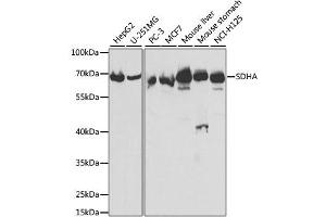 Western Blotting (WB) image for anti-Succinate Dehydrogenase Complex, Subunit A, Flavoprotein (Fp) (SDHA) (AA 385-664) antibody (ABIN3023400)