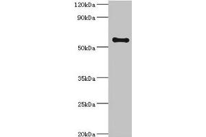 Western blot All lanes: SCP2 antibody at 6 μg/mL + A2780 whole cell lysate Secondary Goat polyclonal to rabbit IgG at 1/10000 dilution Predicted band size: 59, 16, 35, 51, 7, 55, 57 kDa Observed band size: 59 kDa (SCP2 抗体  (AA 1-322))