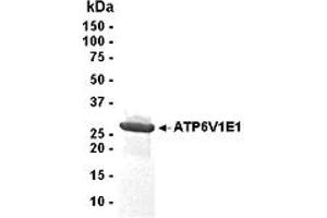 Western Blotting (WB) image for ATPase, H+ Transporting, Lysosomal 31kDa, V1 Subunit E1 (ATP6V1E1) (AA 1-226) protein (ABIN2468253) (ATP6V1E1 Protein (AA 1-226))