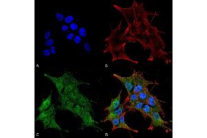 Immunocytochemistry/Immunofluorescence analysis using Rabbit Anti-BRSK1 Polyclonal Antibody . (BRSK1 抗体  (Biotin))