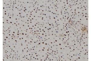 ABIN6277504 at 1/100 staining Mouse liver tissue by IHC-P. (AHCY 抗体  (Internal Region))