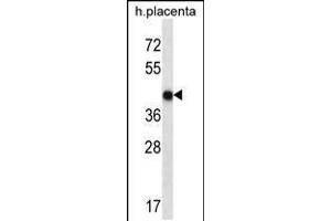 Western blot analysis in human placenta tissue lysates (35ug/lane). (OR10V1 抗体  (C-Term))