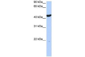 Western Blotting (WB) image for anti-Keratin 23 (KRT23) antibody (ABIN2459119) (KRT23 抗体)