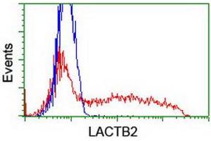 HEK293T cells transfected with either RC201465 overexpress plasmid (Red) or empty vector control plasmid (Blue) were immunostained by anti-LACTB2 antibody (ABIN2454346), and then analyzed by flow cytometry. (LACTB2 抗体)