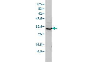 STX6 monoclonal antibody (M01), clone 1G2 Western Blot analysis of STX6 expression in HL-60