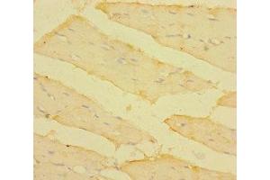 Immunohistochemistry of paraffin-embedded human skeletal muscle tissue using ABIN7172934 at dilution of 1:100 (TM4SF5 抗体  (AA 112-157))