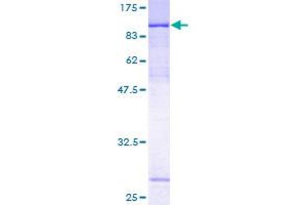 ZNF131 Protein (AA 1-510) (GST tag)