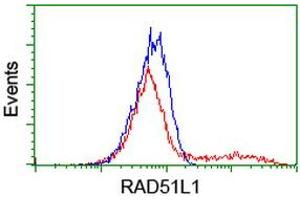 HEK293T cells transfected with either RC206457 overexpress plasmid (Red) or empty vector control plasmid (Blue) were immunostained by anti-RAD51L1 antibody (ABIN2455028), and then analyzed by flow cytometry. (RAD51 Homolog B 抗体  (AA 119-346))