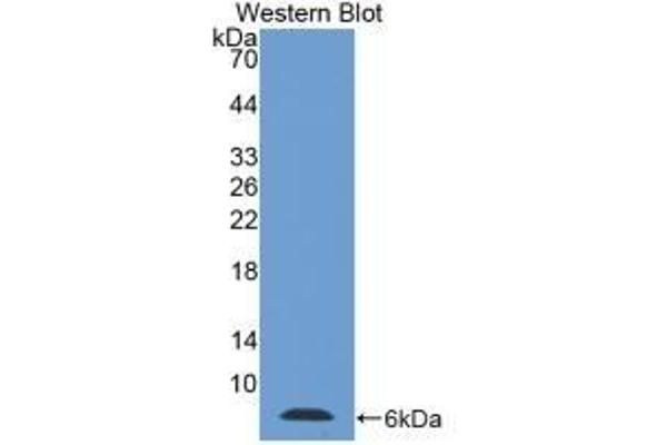 TMSB4X Antikörper  (AA 1-44)