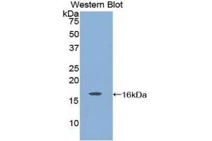 Detection of Recombinant GDNF, Rat using Polyclonal Antibody to Glial Cell Line Derived Neurotrophic Factor (GDNF) (GDNF 抗体  (AA 78-211))