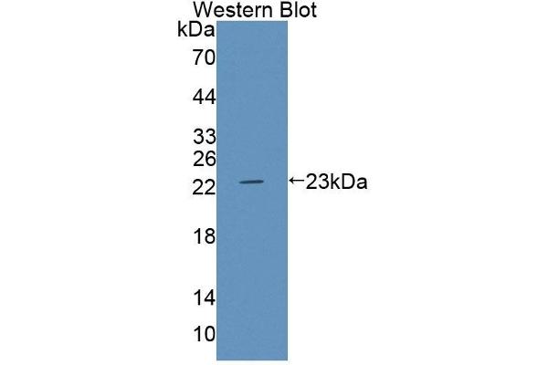 ABCA9 anticorps  (AA 1423-1590)