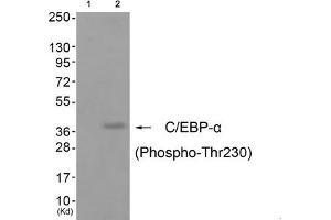 Western blot analysis of extracts from cos-7 cells (Lane 2), using C/EBP-α (Phospho-Thr230) Antibody. (CEBPA 抗体  (pThr230))